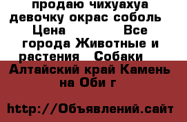 продаю чихуахуа девочку,окрас соболь › Цена ­ 25 000 - Все города Животные и растения » Собаки   . Алтайский край,Камень-на-Оби г.